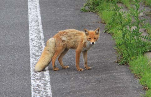 黒いキタキツネ、北海道・知床半島で確認 ~YOMIURI ONLINE : ヤマネの森 Livedoor