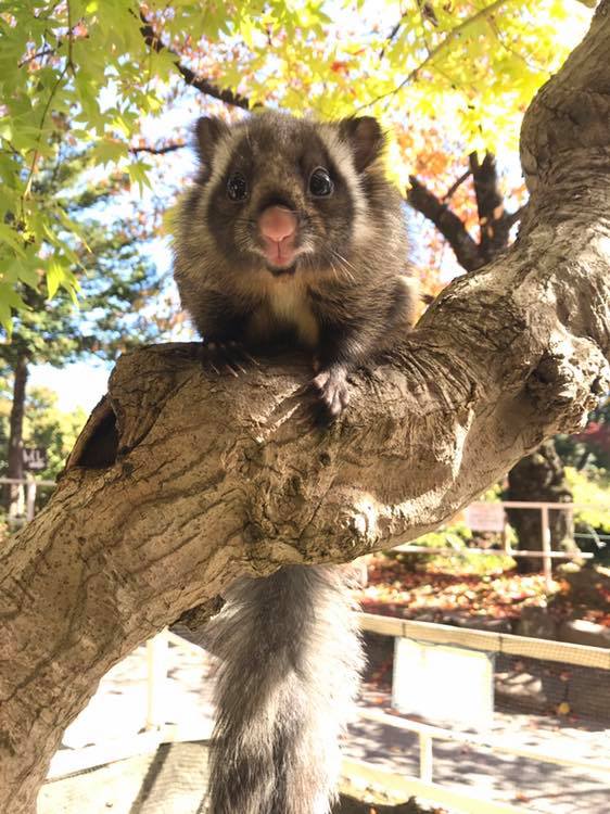 ムササビの赤ちゃんの名前投票 小諸市動物園 ヤマネの森 Livedoor