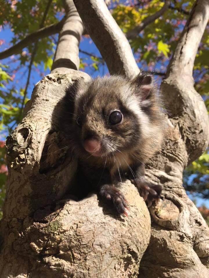 ムササビの赤ちゃんの名前投票! ~小諸市動物園 : ヤマネの森 Livedoor