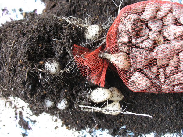 クルクマの堀上げ おうちにまつわるエトセトラ