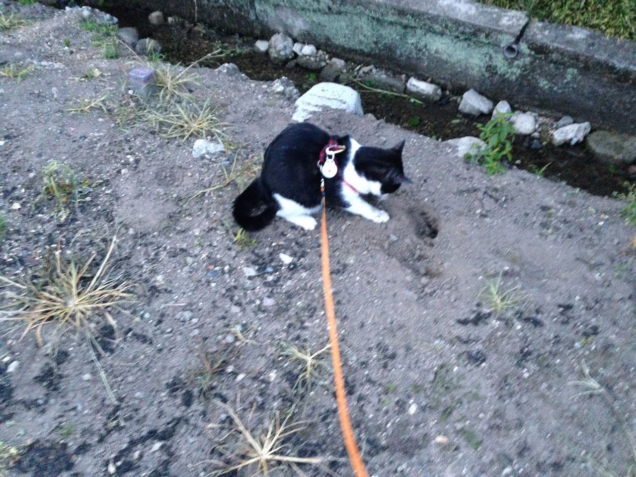 穴掘る猫 : ハチ・スケッチ