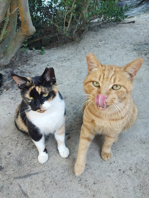 コイメ&プルル20220729