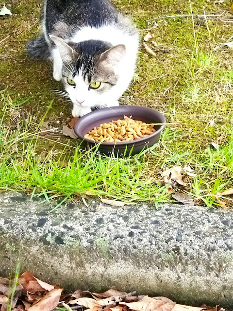 シルキー20220615