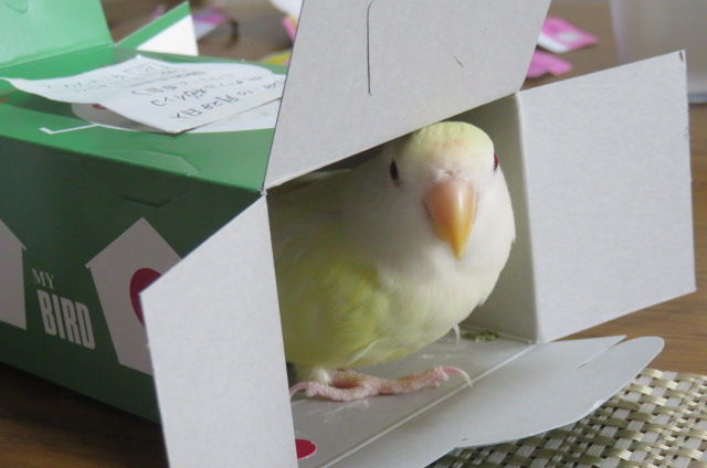 コザクラインコ 新しい家族が増えました 食器屋やまねの日記