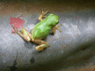 カエルのいる風景 カエルの写真 Livedoor Blog ブログ