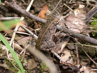 背中線のあるヌマガエル カエルのいる風景