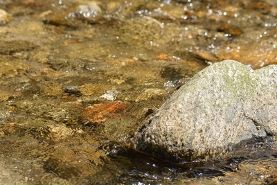 DSC_0122¡¡¥«¥¸¥«¥¬¥¨¥ë