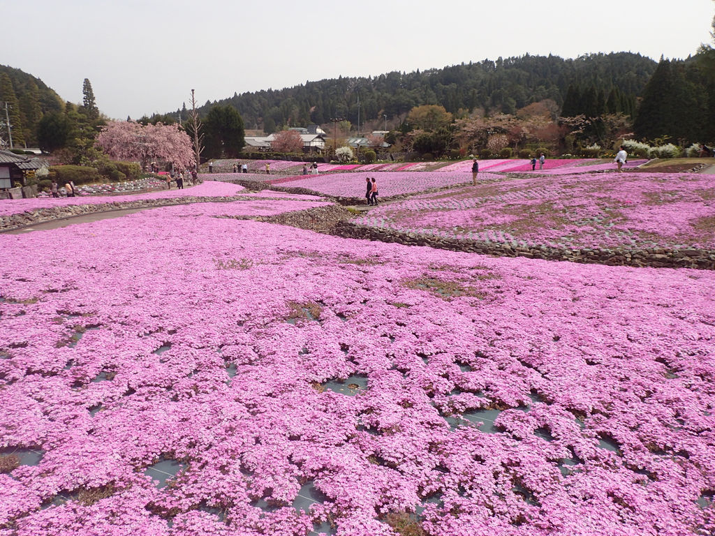 花のじゅうたん 永沢寺の芝桜を見てきました 自然と歴史の中を歩く
