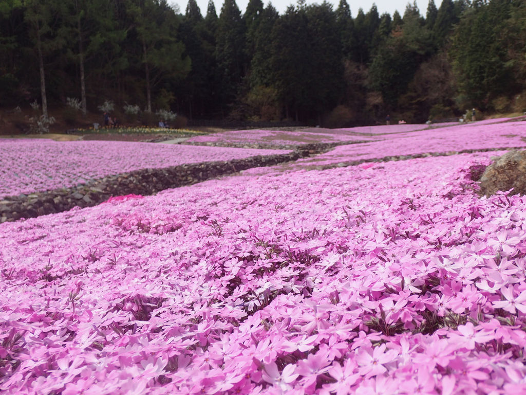 花のじゅうたん 永沢寺の芝桜を見てきました 自然と歴史の中を歩く