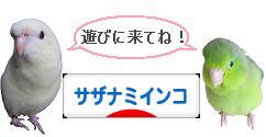 にほんブログ村 鳥ブログ サザナミインコへ