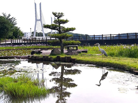 シラサギ02