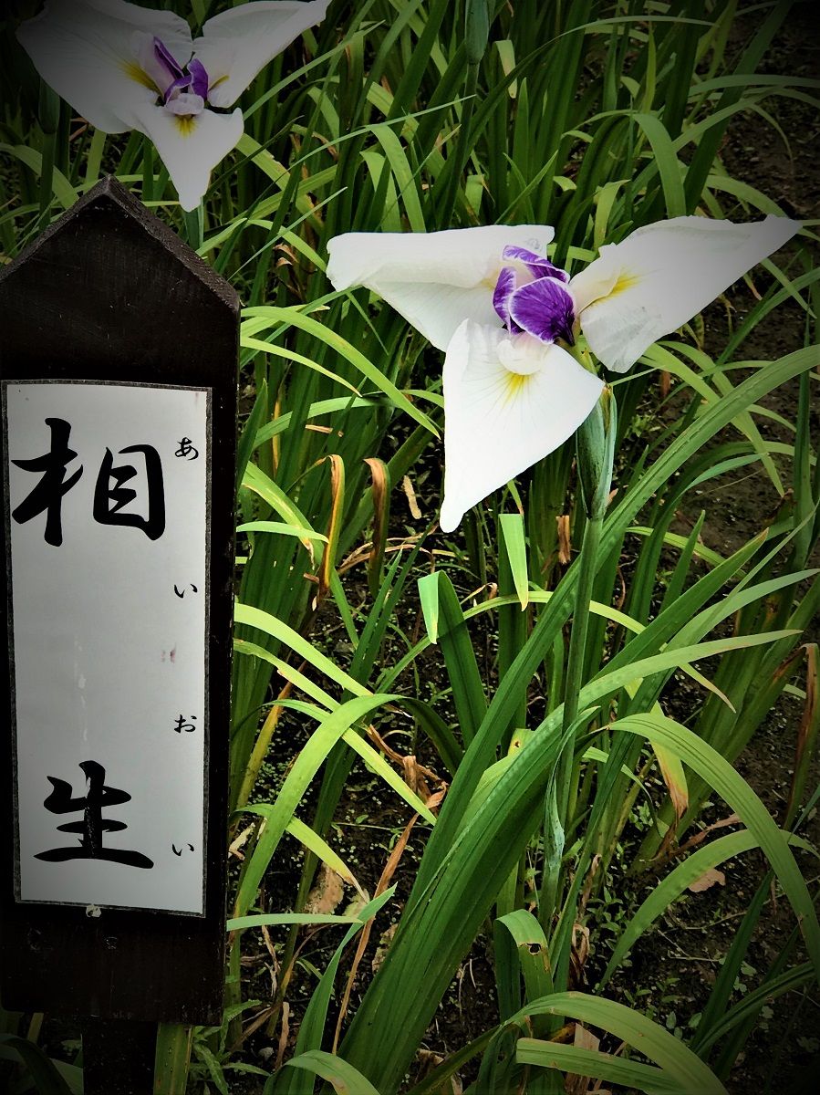 イメージ 5