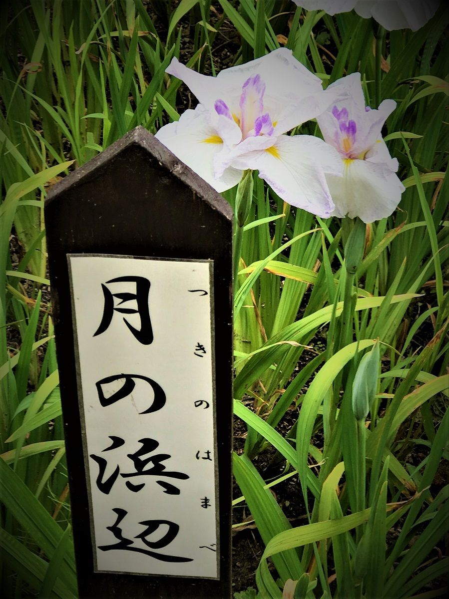 イメージ 7