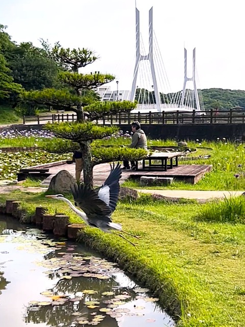 シラサギ03