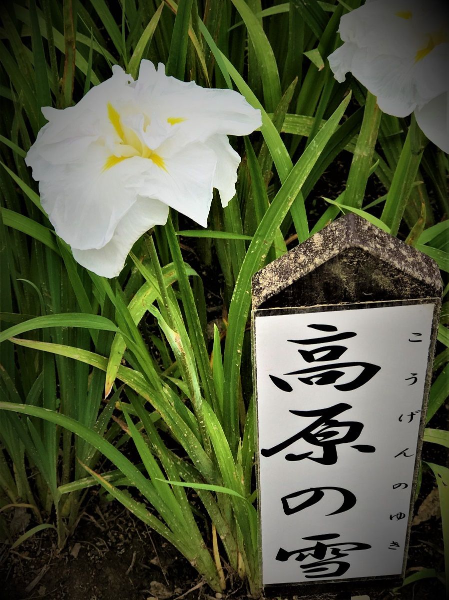 イメージ 3
