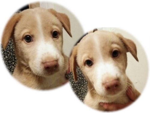 子犬たちの里親様を募集中です やまのこオレンジ 子犬たちの里親様を募集中です やまのこオレンジ