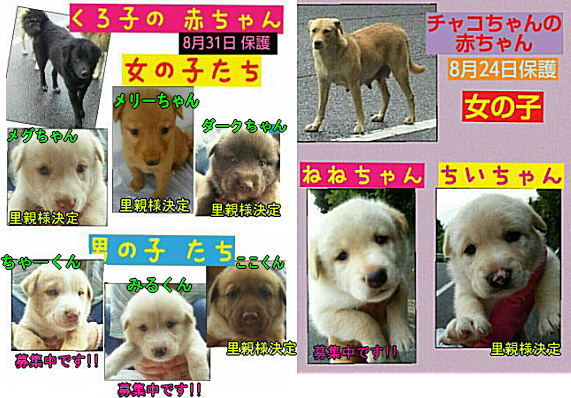子犬たちの里親様を募集中です やまのこオレンジ 子犬たちの里親様を募集中です やまのこオレンジ