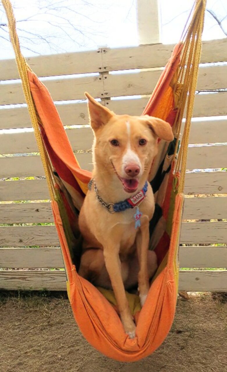 鑑札情報ケース 犬用迷子札ケース やまのこオレンジ 鑑札情報ケース 犬用迷子札ケース やまのこオレンジ