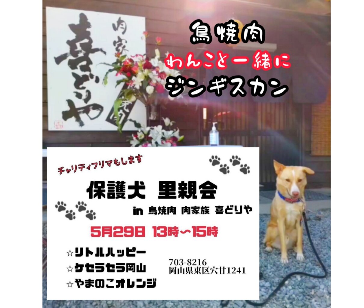 譲渡会の応援に行きます やまのこオレンジ