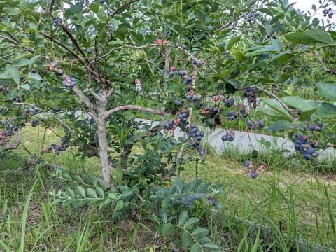 PXL_20260719_003102785.MP