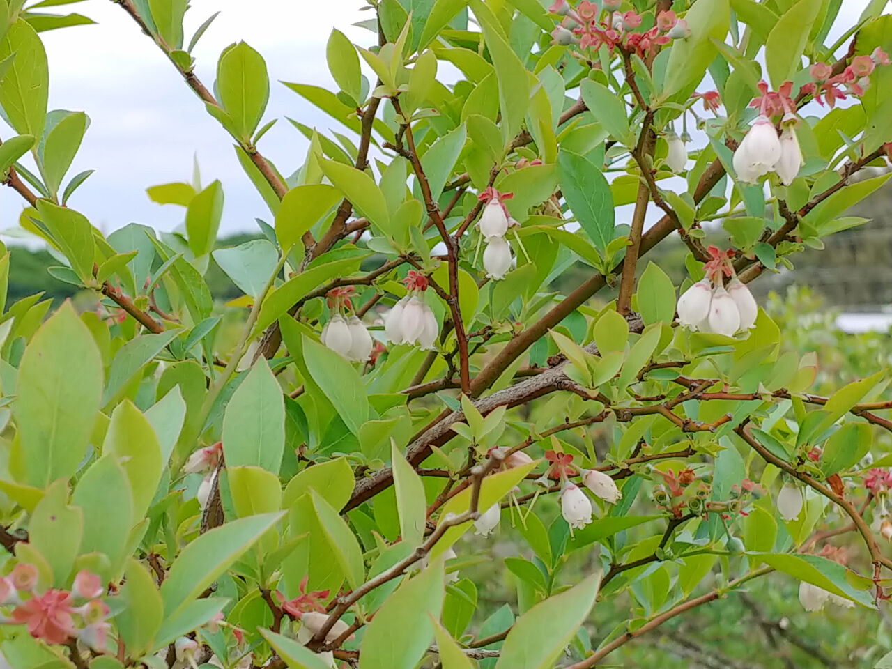 ブルーベリーの実が付いてきました 山の里自然農園のおいしゃん日記 ブルーベリーとオリーブ
