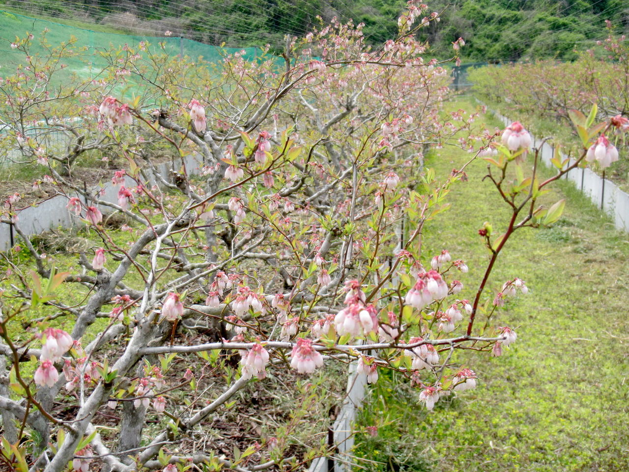 今年もブルーベリーの花が咲きました 山の里自然農園のおいしゃん日記 ブルーベリーとオリーブ