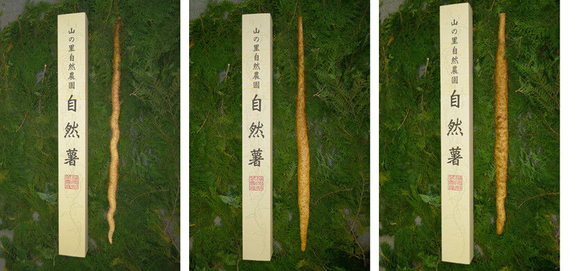 山の里自然農園のおいしゃん日記 ブルーベリーとオリーブ 山の里自然農園のおいしゃん日記 ブルーベリーとオリーブ