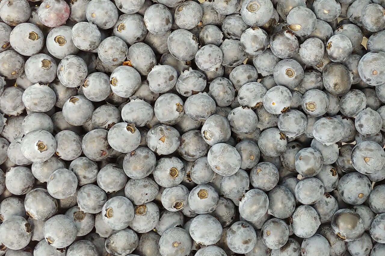 当園のブルーベリー生果について 山の里自然農園のおいしゃん日記 ブルーベリーとオリーブ