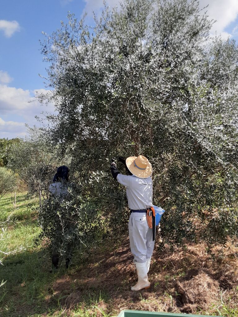 オリーブの実を収穫しました 山の里自然農園のおいしゃん日記 ブルーベリーとオリーブ