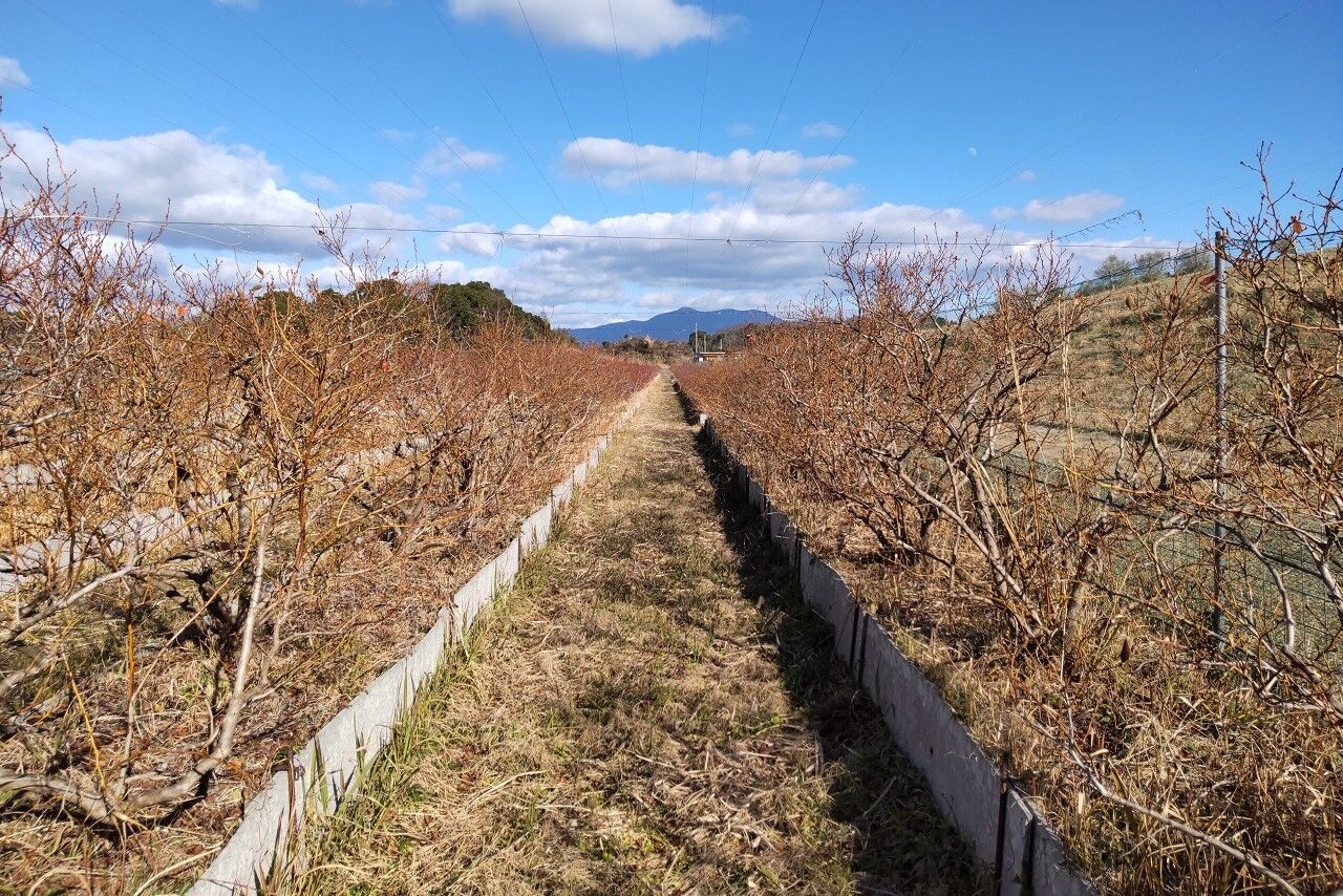 今年もブルーベリーの剪定時期になりました 山の里自然農園のおいしゃん日記 ブルーベリーとオリーブ