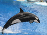 シャチのくーちゃん。
