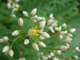 南天の花
