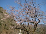 開花しました