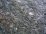 DSCN1072