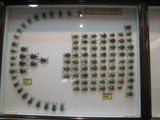 ゾウムシの戦い?