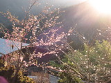 桜の競演。