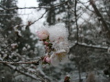 DSCF2154