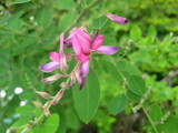 萩の花