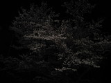 平岡ダムの夜桜。