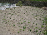 お芋もこんな感じ。