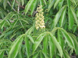 栃の花アップ。
