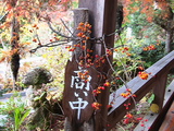 ツルウメモドキも。