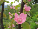 花梨の花
