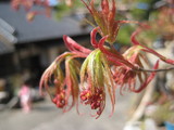 モミジの花。