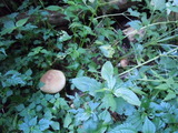 DSCN1810