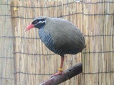 DSCN0511-1