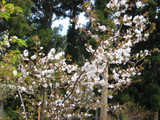 葉桜。