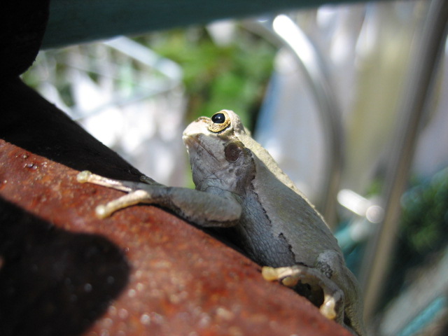 むささび の独り言 山のお宿からあれこれと 白いカエル君