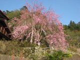 枝垂れ桜