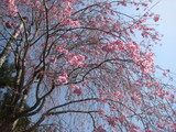 枝垂れ桜2